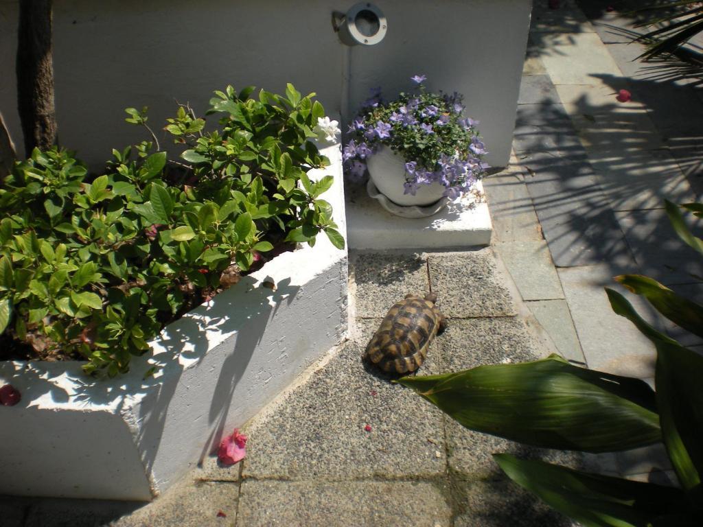 Aparthotel Manolis' House Skiathos-Stadt Exterior foto